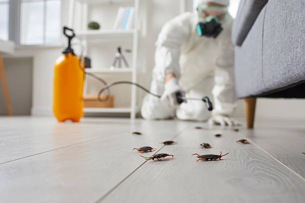 Commercial Kitchen Cockroach Control in Tano Road
